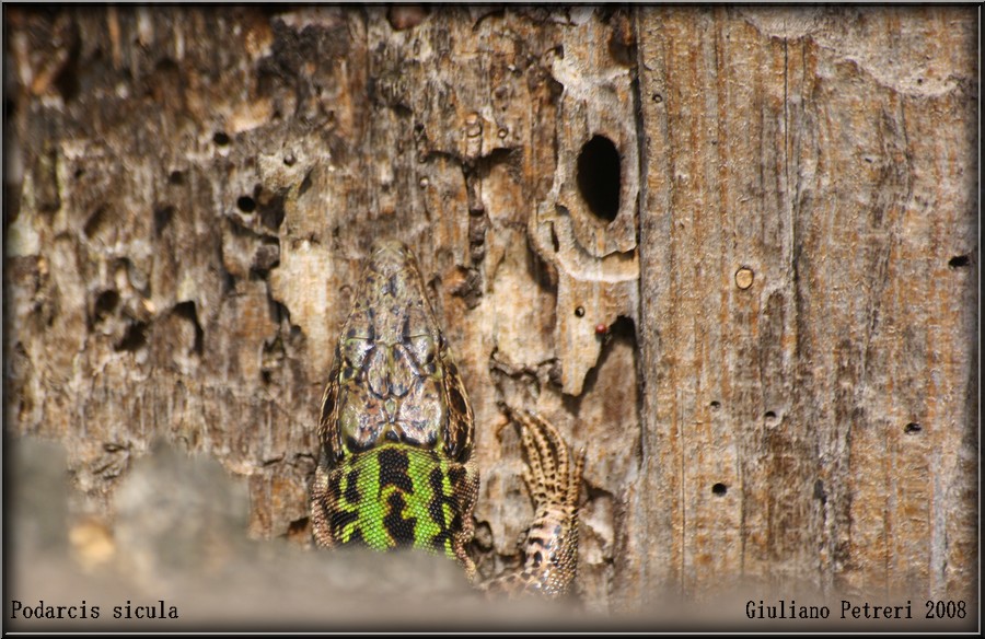 podarcis sicula, lucertola campestre